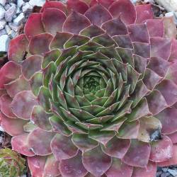 Sempervivum - Dachwurz - Hauswurz